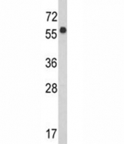 Western blot analysis of WDR1 antibody and CEM lysate. Predicted molecular weight ~66 kDa.