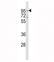 Western blot analysis of CD71 antibody and HeLa lysate. Predicted molecular weight 85~95 kDa