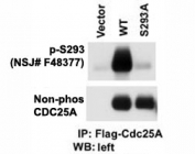 Western blot testing of phospho-CDC25A antibody and cells transfected with wild type or mutant S293A of CDC25A. Data courtesy of Dr. Tiebang Kang of Washington University, St. Louis, MO.