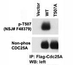 The phospho-CDC25A antibody used in western blot with cells transfected with wild type or mutant T507 A of CDC25A. Data courtesy of Dr. Tiebang Kang of Washington University, St. Louis, MO.
