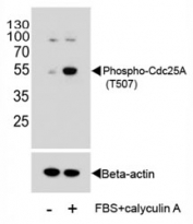 Western blot analysis of extracts from HeLa cells, untreated or treated with Calyculin A, using phospho-Cdc25A antibody. Predicted molecular weight: 59-70 kDa.