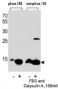 Western blot analysis of extracts from HeLa cells, untreated or treated with FBS + Calyculin A (100nM), using phospho-Histone H3 antibody (left) or nonphos Ab (right).