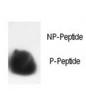 Dot blot analysis of phospho-Histone H3 antibody. 50ng of phos-peptide or nonphos-peptide per dot were spotted.