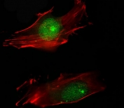 Immunofluorescent staining of PFA fixed and permeabilized human HeLa cells with phospho-Histone H3 antibody (green) and Phalloidin (red).