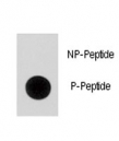 Dot blot analysis of phospho-p21 antibody. 50ng of phos-peptide or nonphos-peptide per dot were spotted.