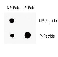 Dot blot analysis of p-p21 antibody. 50ng of phos-peptide or nonphos-peptide per dot were spotted.
