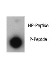 Dot blot analysis of phosphorylated-p21 antibody. 50ng of phos-peptide or nonphos-peptide per dot were spotted.~