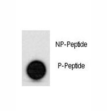 Dot blot analysis of phospho-p53 antibody. 50ng of phos-peptide or nonphos-peptide per dot were spotted.~
