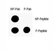 Dot blot analysis of phospho-p53 antibody. 50ng of phos-peptide or nonphos-peptide per dot were spotted.~