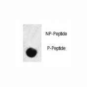 Dot blot analysis of phospho-SMAD3 antibody. 50ng of phos-peptide or nonphos-peptide per dot were spotted.