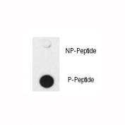Dot blot analysis of phospho-SMAD4 antibody. 50ng of phos-peptide or nonphos-peptide per dot were spotted.