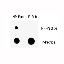 Dot blot analysis of nonphos (NP) and phospho-Wee1 antibody (P). 50ng of phos-peptide or nonphos-peptide per dot were spotted.~