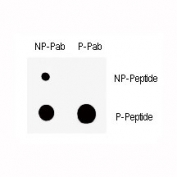 Dot blot analysis of nonphos (NP) and phospho-Wee1 antibody (P). 50ng of phos-peptide or nonphos-peptide per dot were spotted.