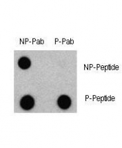 Dot blot analysis of phospho-LC3C antibody and nonphos Ab. 50ng of phos-peptide or nonphos-peptide per dot were spotted.