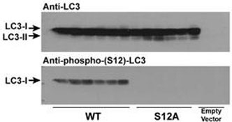 Wild type LC3 and LC3 S12A mutant vectors were transfected into CHO cells and tested with phospho-LC3C antibody (S12A = replacement of the amino acid position 12 serine of LC3 with alanine). Expected size: LC3-I = 16kDa, and LC3-II = 14 kDa