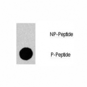 Dot blot analysis of phospho-GAB1 antibody. 50ng of phos-peptide or nonphos-peptide per dot were spotted.