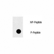 Dot blot analysis of p-EGFR antibody. 50ng of phos-peptide or nonphos-peptide per dot were spotted. P-Peptide=phos-peptide; NP-Peptide=nonphos-peptide.