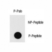 Dot blot analysis of phospho-MEF2C antibody. 50ng of phos-peptide or nonphos-peptide per dot were spotted.
