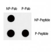 Dot blot analysis of phospho c-Myc antibody. 50ng of phos-peptide or nonphos-peptide per dot were spotted.