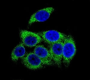 Confocal immunofluorescent analysis of phospho-TSC2 antibody with HeLa cells followed by Alexa Fluor 488-conjugated goat anti-rabbit lgG (green). DAPI was used as a nuclear counterstain (blue).~