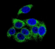 Confocal immunofluorescent analysis of phospho-TSC2 antibody with HeLa cells followed by Alexa Fluor 488-conjugated goat anti-rabbit lgG (green). DAPI was used as a nuclear counterstain (blue).