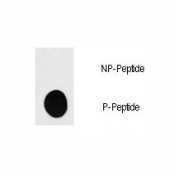 Dot blot analysis of phospho-S6K antibody. 50ng of phos-peptide or nonphos-peptide per dot were spotted.