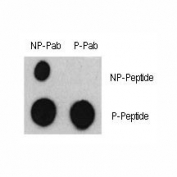 Dot blot analysis of phospho-ATF2 antibody and nonphos ATF2 pAb. 50ng of phos-peptide or nonphos-peptide per dot were spotted.