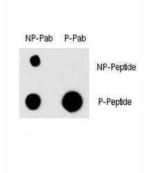 Dot blot analysis of phospho-EGFR antibody and nonphos EGFR pAb. 50ng of phos-peptide or nonphos-peptide per dot