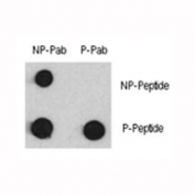 Dot blot analysis of phospho-MEF2C antibody and MEF2C nonphos pAb. 50ng of phos-peptide or nonphos-peptide per dot were spotted.