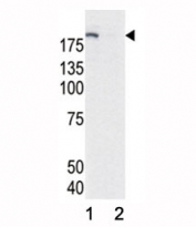 Western blot analysis of phospho-EGFR antibody and HeLa cell lysate, either induced (Lane 1) or noninduced with EGF (2).