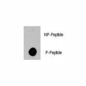 Dot blot analysis of phospho-BRAF antibody. 50ng of phos-peptide or nonphos-peptide per dot were spotted.