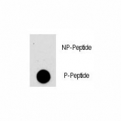 Dot blot analysis of phospho-AKT antibody. 50ng of phos-peptide or nonphos-peptide per dot were spotted.