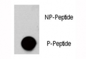 Dot blot analysis of phospho-AKT3 antibody. 50ng of phos-peptide or nonphos-peptide per dot were spotted.