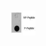 Dot blot analysis of phospho-TSC1 antibody. 50ng of phos-peptide or nonphos-peptide per dot were spotted.