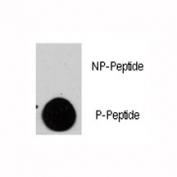 Dot blot analysis of phospho-TSC2 antibody. 50ng of phos-peptide or nonphos-peptide per dot were spotted.