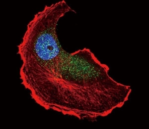 Confocal immunofluorescent analysis of phospho-TSC2 antibody with MCF-7 cells followed by Alexa Fluor 488-conjugated goat anti-rabbit lgG (green). Actin filaments have been labeled with Alexa Fluor 555 Phalloidin (red). DAPI was used as a nuclear counterstain (blue).~