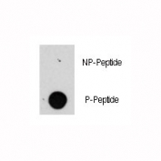 Dot blot analysis of phospho-Raptor antibody. 50ng of phos-peptide or nonphos-peptide per dot were spotted.