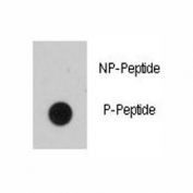 Dot blot analysis of phospho-EGFR antibody. 50ng of phos-peptide or nonphos-peptide per dot were spotted.