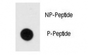 Dot blot analysis of phospho-MBP antibody. 50ng of phos-peptide or nonphos-peptide per dot were spotted.
