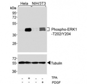 Western blot testing of human HeLa and mouse NIH3T3 cells treated with TPA (200nM) and PDGF (100ng/ml) using phospho-ERK1/2 antibody.