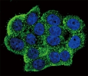 Confocal immunofluorescent analysis of phospho-TERT antibody with HeLa cells followed by Alexa Fluor 488-conjugated goat anti-rabbit lgG (green). Actin filaments have been labeled with Alexa Fluor 555 Phalloidin (red). DAPI was used as a nuclear counterstain (blue).