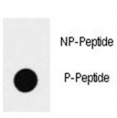 Dot blot analysis of p-SOX2 antibody. 50ng of phos-peptide or nonphos-peptide per dot were spotted.
