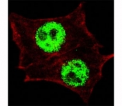 Fluorescent confocal image of HeLa cells stained with phospho-KLF4 antibody at 1:200. Note the highly specific localization of the phosphorylated KLF4 immunoreactivity to the nuclei but not the nucleoli or the cytoplasm.