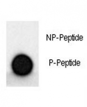 Dot blot analysis of phospho-MAP2 antibody. 50ng of phos-peptide or nonphos-peptide per dot were spotted.