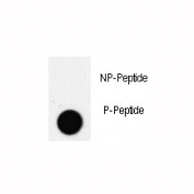 Dot blot analysis of phospho-PDX1 antibody. 50ng of phos-peptide or nonphos-peptide per dot were spotted.