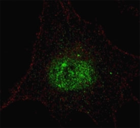 Fluorescent confocal image of SY5Y cells stained with phospho-PDX1 antibody. Alexa Fluor 488 conjugated secondary (green) was used. Note the highly specific localization of the immunosignal to the nucleus.~