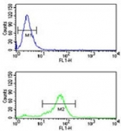 H4 antibody flow cytometric analysis of NCI-H460 cells (bottom histogram) compared to a <a href=../search_result.php?search_txt=n1001>negative control</a> (top histogram). FITC-conjugated goat-anti-rabbit secondary Ab was used for the analysis.