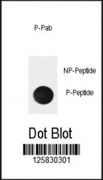 Dot blot analysis of phospho-IkBa antibody. 50ng of phos-peptide or nonphos-peptide per dot were spotted.