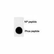 Dot blot analysis of phospho-MUC1 antibody. 50ng of phos-peptide or nonphos-peptide per dot were spotted.