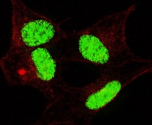 Fluorescent confocal image of SY5Y cells stained with phospho-LIN28 antibody. Alexa Fluor 488 conjugated secondary (green) was used. Nuclei were counterstained with Hoechst 33342 (blue). Note the highly specific localization of the immunosignal to the nucleus.~